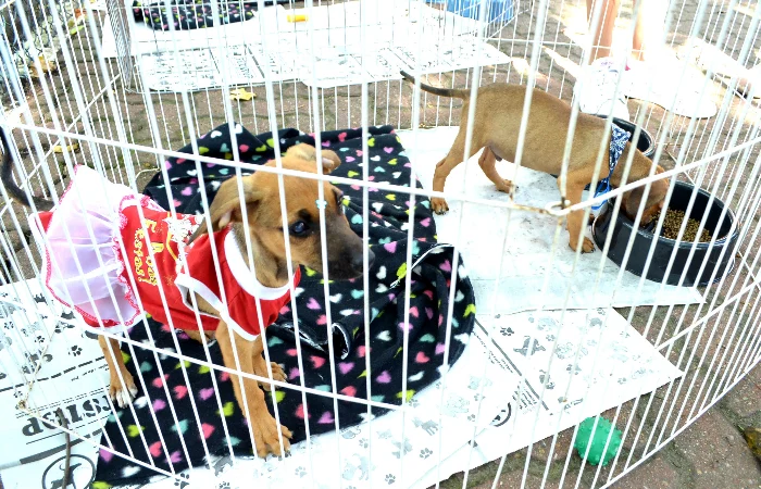 RESENDE REALIZA FEIRA DE ADOÇÃO DE ANIMAIS DO CCZ NESTE DOMINGO, DIA 3