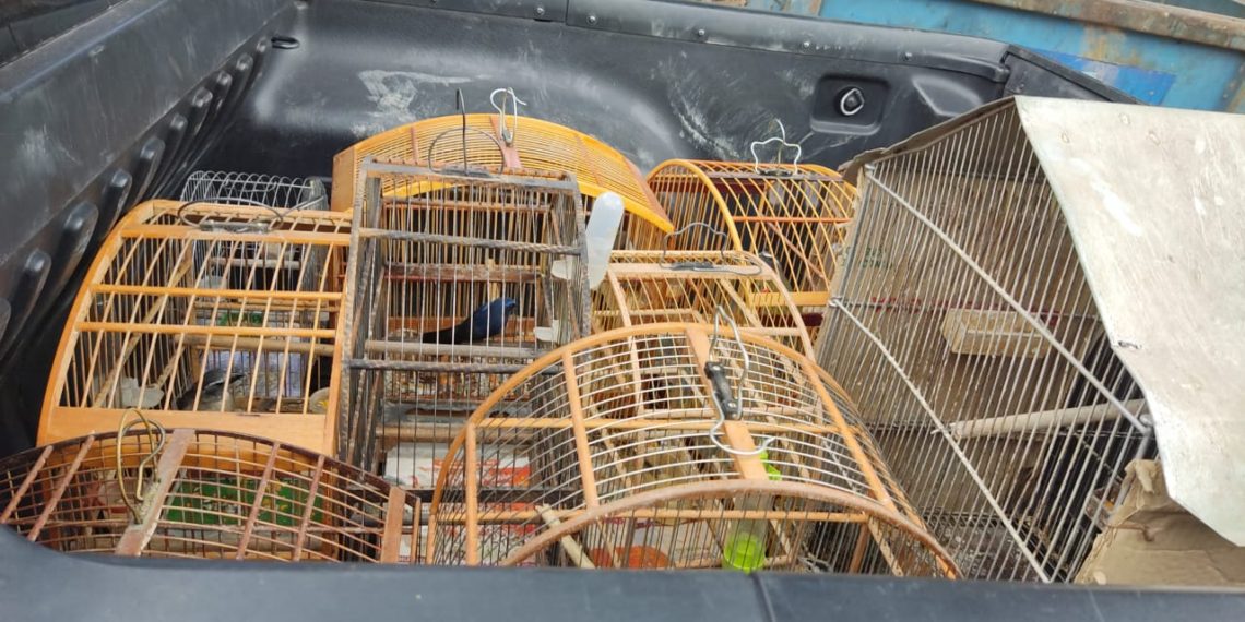 Guarda Ambiental de Barra Mansa registra queda nas denúncias de pássaros em cativeiro – Barra Mansa