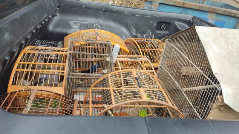 Guarda Ambiental de Barra Mansa registra queda nas denúncias de pássaros em cativeiro – Barra Mansa