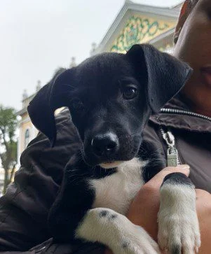 Homem é surpreendido ao abandonar filhote de cão no Parque Centenário – Barra Mansa
