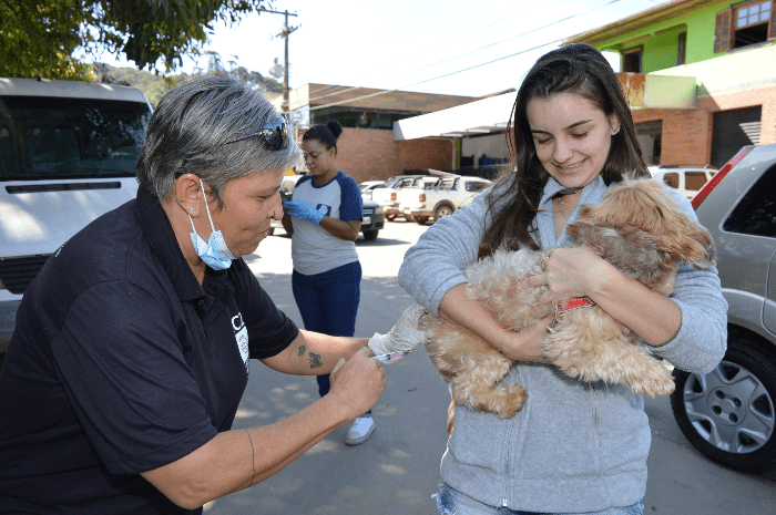 VACINAÇÃO ANTIRRÁBICA: RESENDE VACINA CÃES E GATOS CONTRA A RAIVA NA CAPELINHA E SERRINHA NO SÁBADO