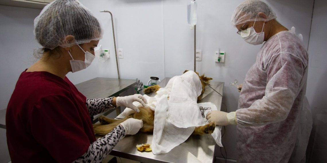 castração de animais tem início em Volta Redonda