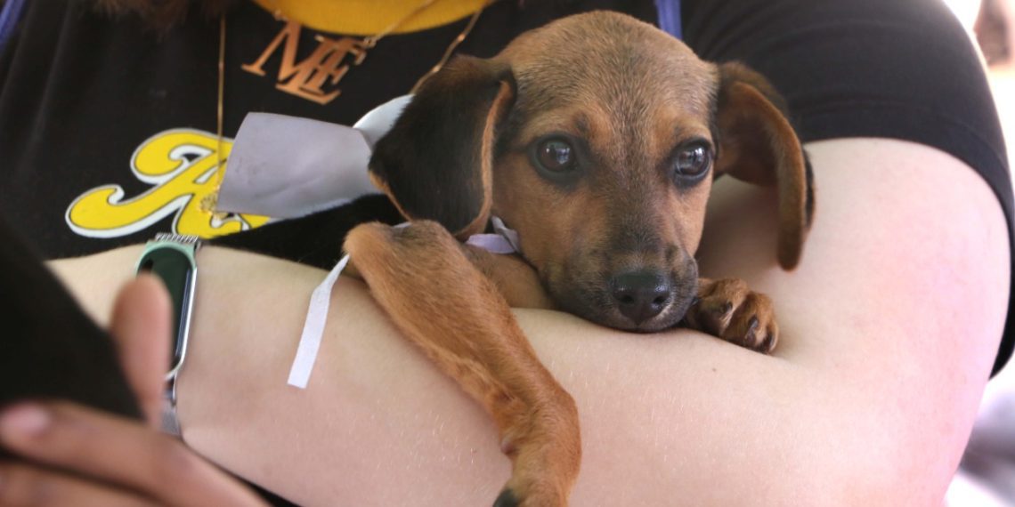Dez pets são adotados durante Feira de Animais em Barra Mansa – Barra Mansa