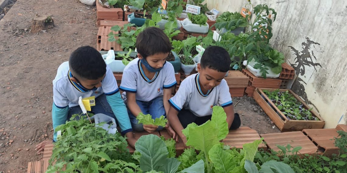 Projeto de horta orgânica é desenvolvido em escola de Barra Mansa – Barra Mansa
