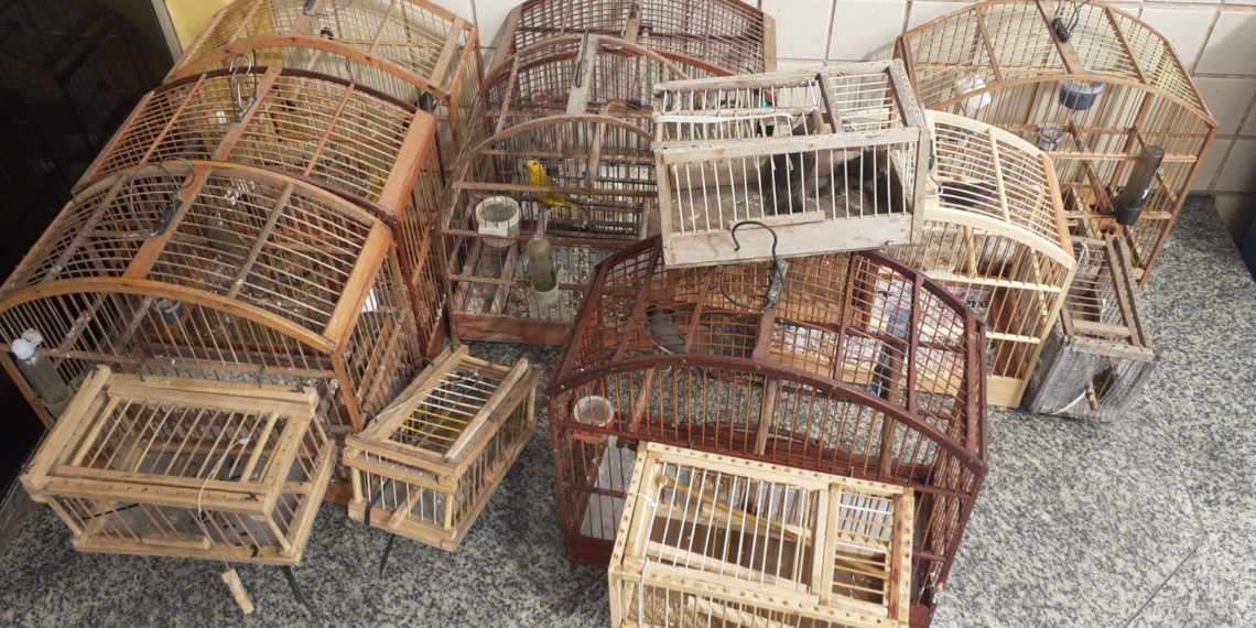 Guarda Ambiental de Barra Mansa flagra indivíduo capturando pássaros silvestres – Barra Mansa