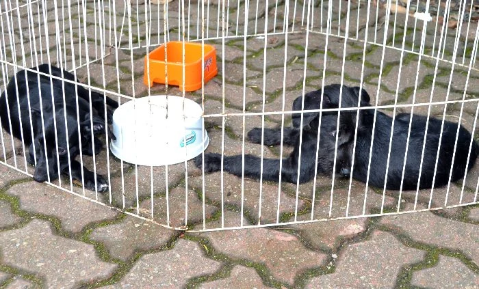 RESENDE PROMOVE NOVA FEIRA DE ADOÇÃO DE CÃES E GATOS NESTE DOMINGO, DIA 21