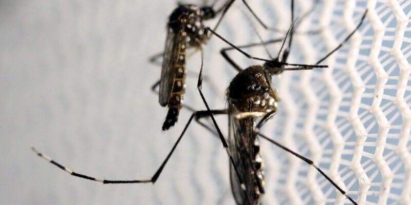 Casos de dengue aumentam em município paulista