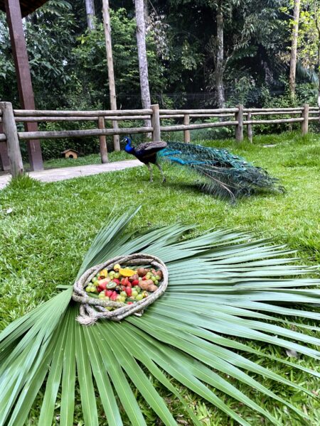 Animais do Zoológico Municipal ganham ceia de Natal em Volta Redonda