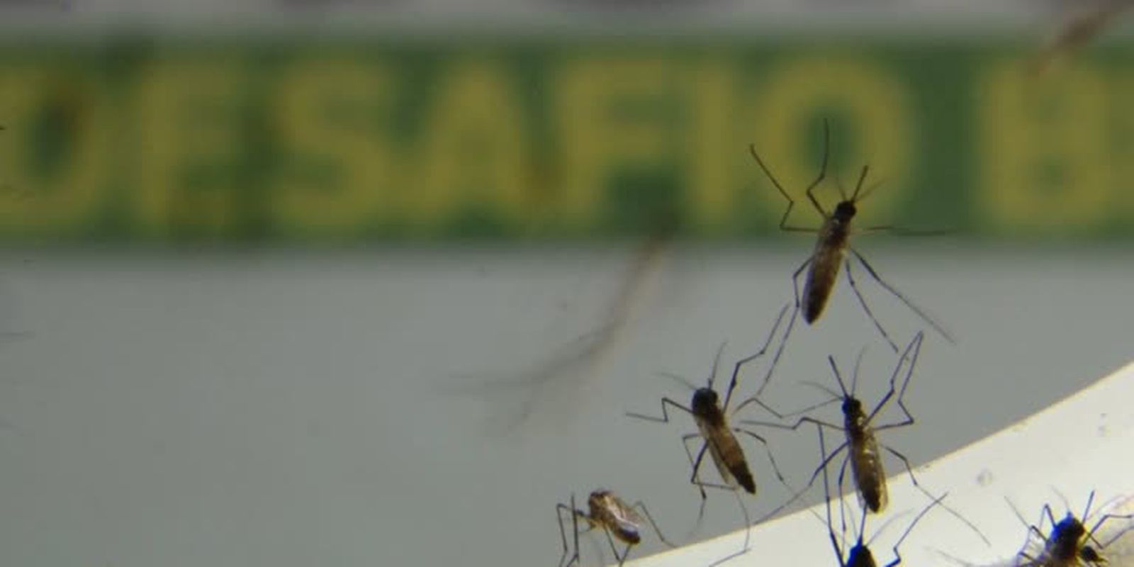 Estado de SP registra queda no número de casos de dengue neste ano