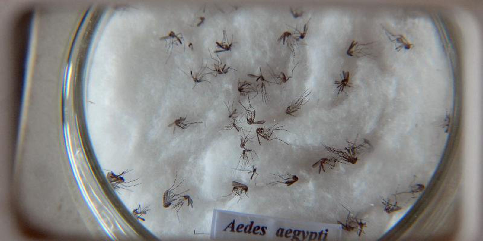 Prefeitura de São Paulo confirma primeira morte por dengue este ano