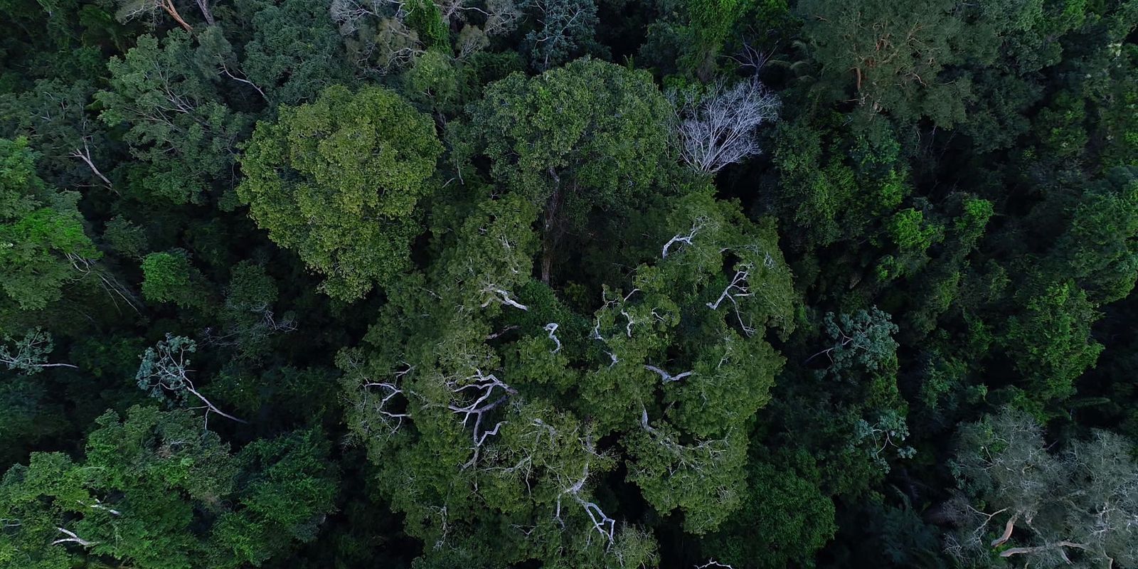Terras indígenas ajudam a evitar casos de doenças respiratórias