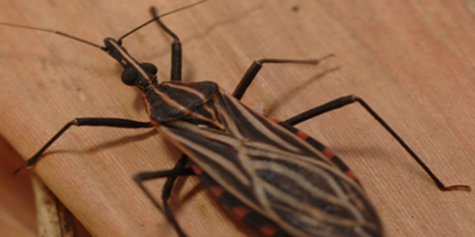 Variante genética protege indígena da Amazônia contra doença de Chagas