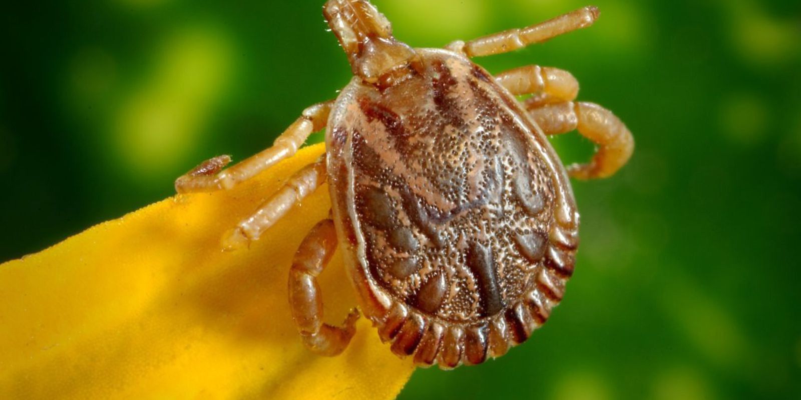 Agência Brasil explica o que é febre maculosa e quais os sintomas