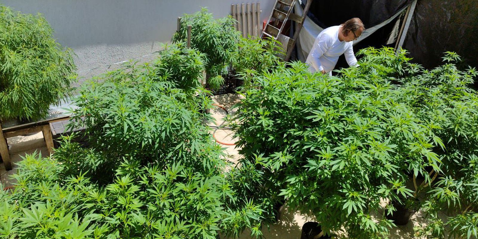 Anvisa proíbe importação de cannabis in natura e partes da planta