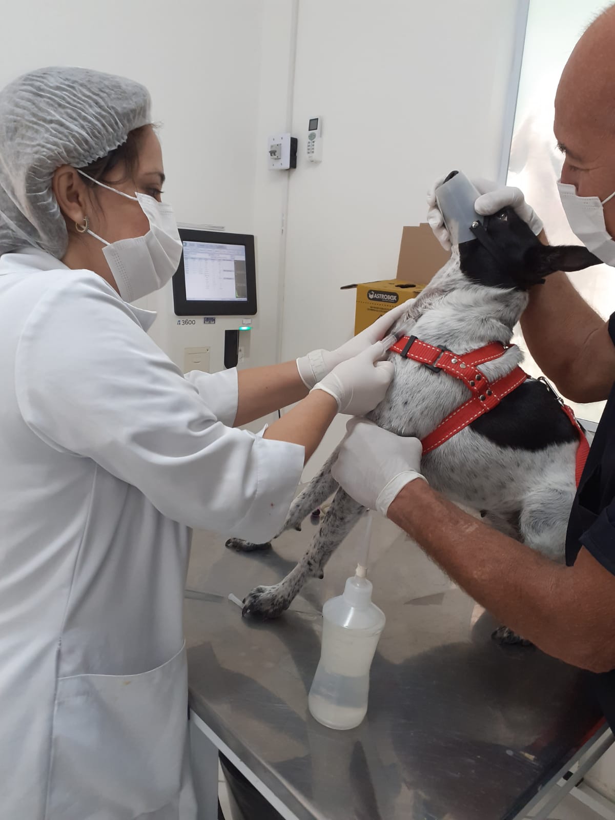 Barra Mansa dá continuidade aos procedimentos de castração em animais de estimação – Barra Mansa