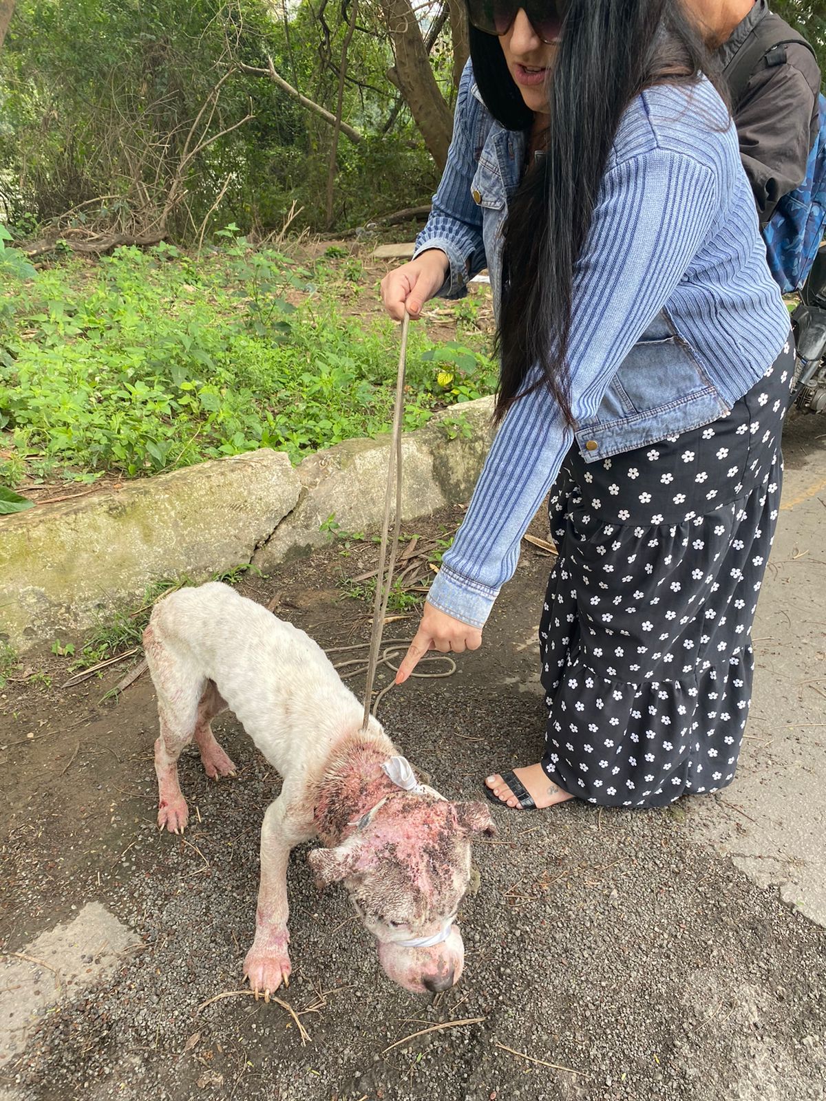 Coordenadoria de Proteção e Bem-Estar Animal de Volta Redonda ajuda no resgate de cão abandonado amordaçado