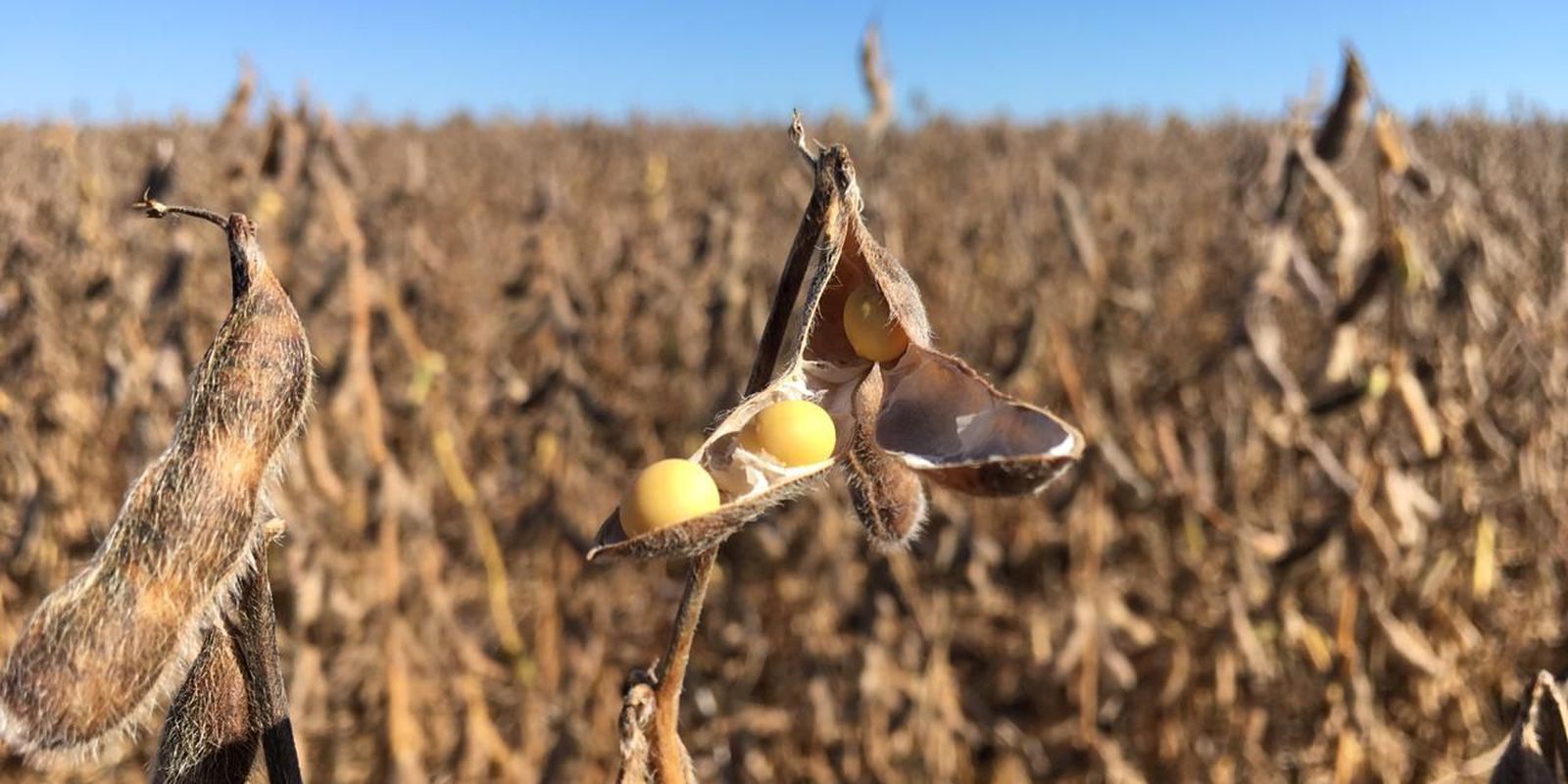 CMN flexibiliza crédito a agricultores de áreas com riscos climáticos