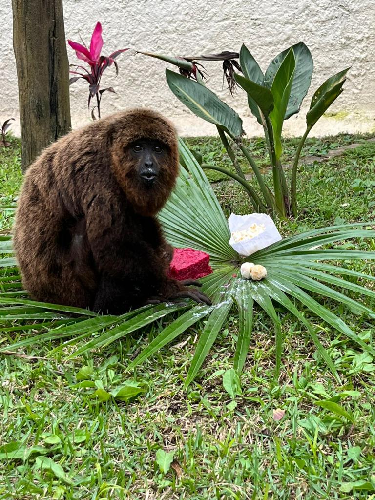 Zoo de Volta Redonda completa 42 anos; animais recebem bolos e doces em comemoração
