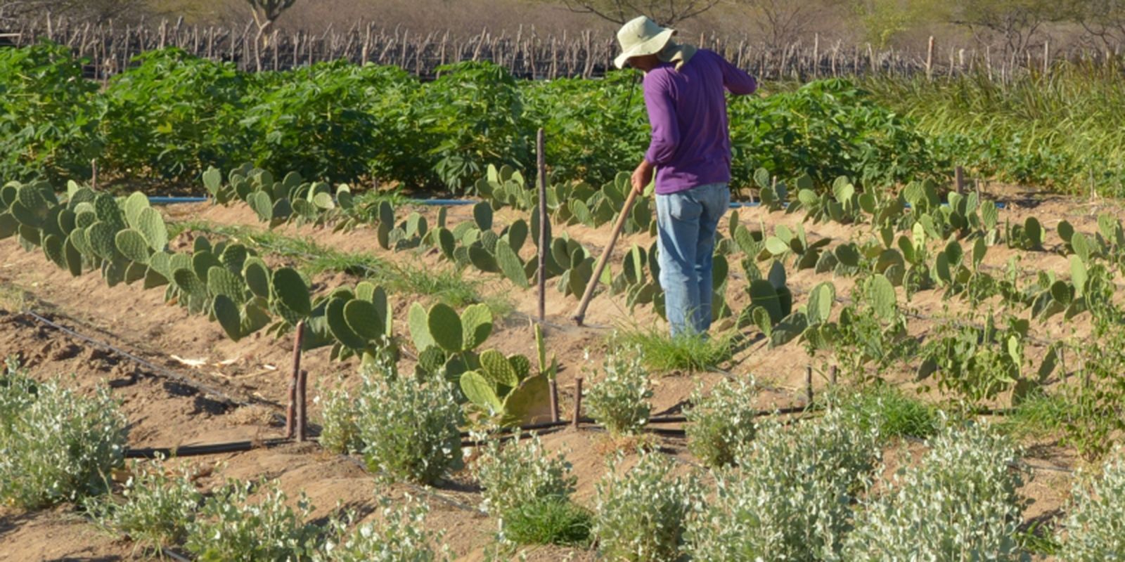 Inadimplência atinge 28% dos produtores rurais no país