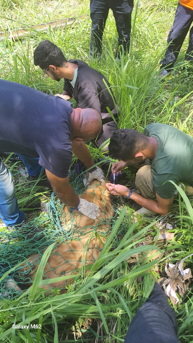 Zoológico Municipal de Volta Redonda ajuda na soltura de lobo-guará