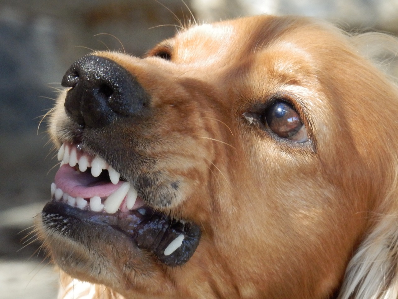 Guarda Ambiental de Barra Mansa faz alerta sobre cuidados com cães – Barra Mansa