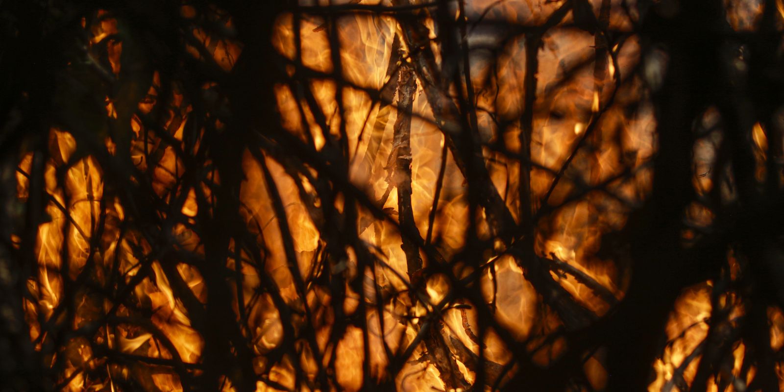 Entenda o Plano de Transformação Ecológica lançado na COP28