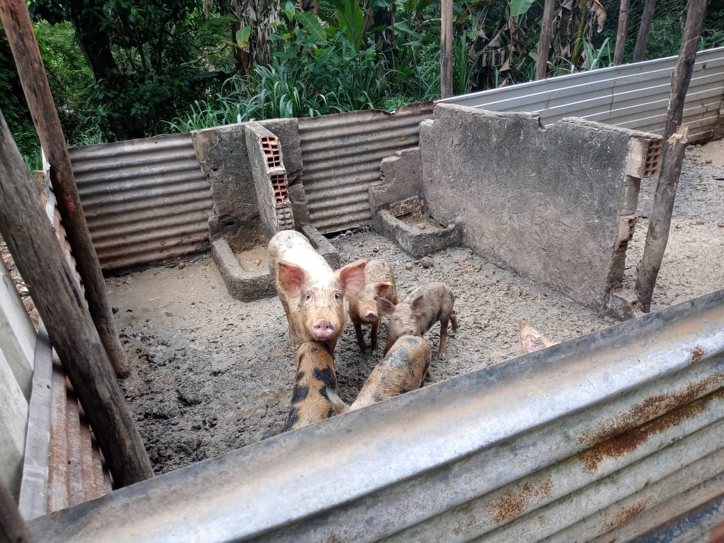 Suínos são recolhidos em situação de maus-tratos no bairro Moinho de Vento – Barra Mansa