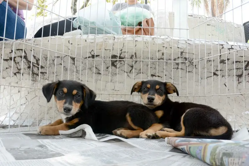 Secretaria de Proteção e Bem-Estar dos Animais