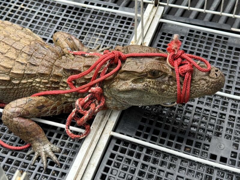 Jacaré de pequeno porte é resgatado em Barra Mansa – Barra Mansa