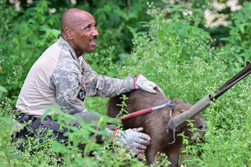 Capivara é resgatada em Barra Mansa por guardas ambientais e bombeiros – Barra Mansa