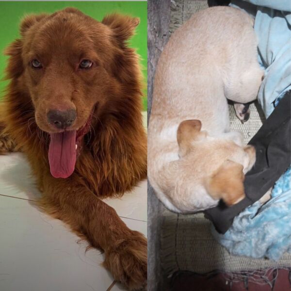 Secretaria de Proteção dos Animais resgata cães vítimas de maus-tratos – Barra Mansa