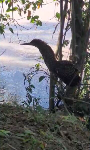 Volta Redonda: Parque Zoológico Municipal faz soltura de ave rara na região