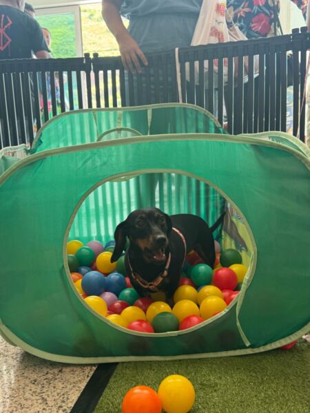 ‘CarnavAU’ para pets promove diversão e alegria no Shopping Park Sul, em Volta Redonda