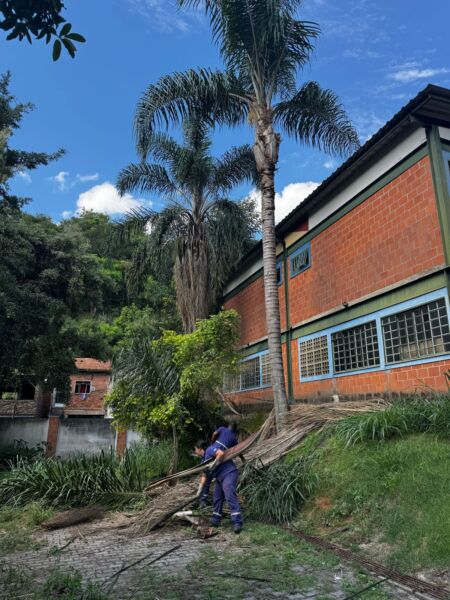 Prefeitura de Barra Mansa e Light realizam podas árvores sobre fios de alta tensão – Barra Mansa