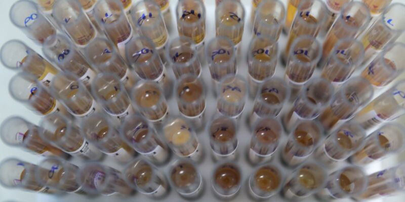 Casos de malária no Brasil caem 26% no primeiro trimestre de 2025