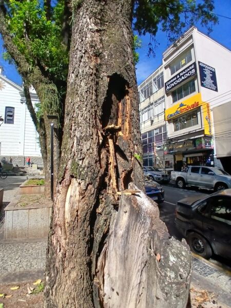 Árvores com riscos de queda na Praça da Matriz serão podadas ou removidas – Barra Mansa