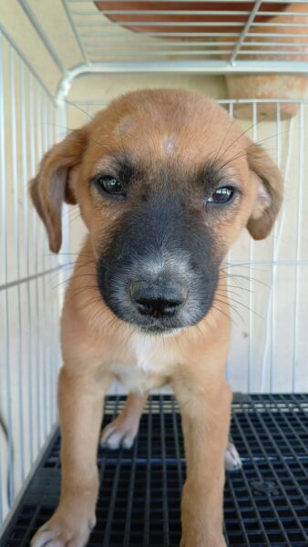 Volta Redonda: espaço de adoção ‘Família Animal’ acontece neste sábado, 12, na Rua de Compras