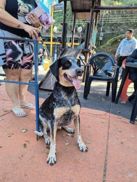 Castração de cães e gatos é realizada gratuitamente em unidade móvel no bairro Vila Nova – Barra Mansa