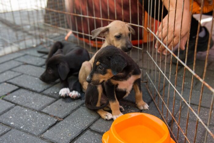 NOVA FEIRA DE ADOÇÃO DE CÃES E GATOS SERÁ REALIZADA NESTE SÁBADO, DIA 10 DE MAIO EM RESENDE