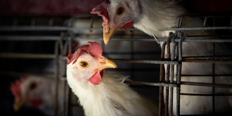 Goiás confirma 1º caso de gripe aviária em galinhas criadas em quintal