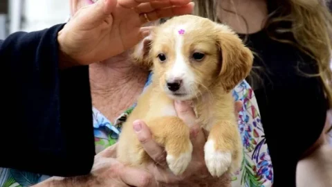 CENTRO DE CONTROLE DE ZOONOSES DE RESENDE PROMOVE “ARRAIAU” COM FEIRA DE ADOÇÃO DE CÃES E GATOS  