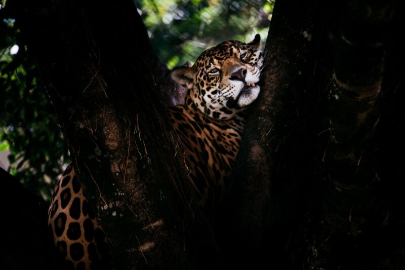 Parque Zoológico Municipal de Volta Redonda terá visitação noturna em julho