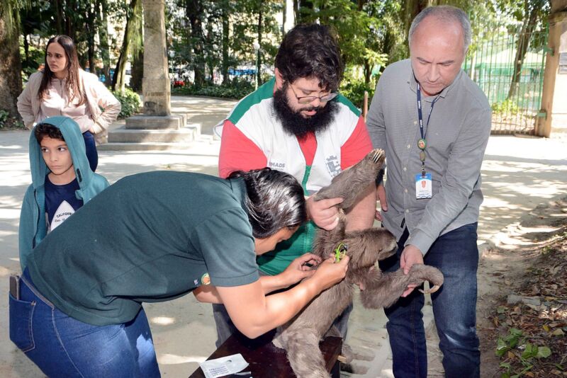 Microchipagem de preguiças é iniciada no Parque Centenário – Barra Mansa
