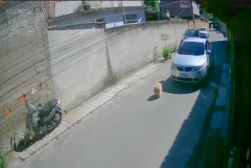 Motorista atropela cão e foge sem prestar socorro – Barra Mansa
