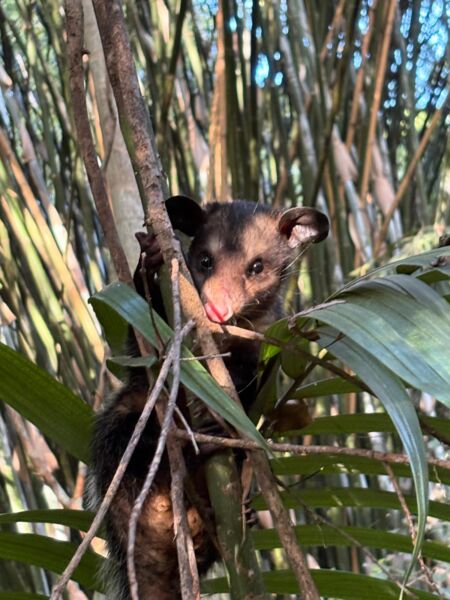 Parque Zoológico Municipal de Volta Redonda devolve mais três animais à natureza