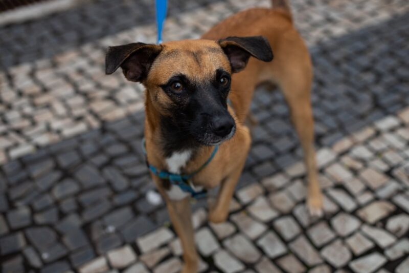 Prefeitura de Volta Redonda inicia Censo Animal para mapear população de cães e gatos no município