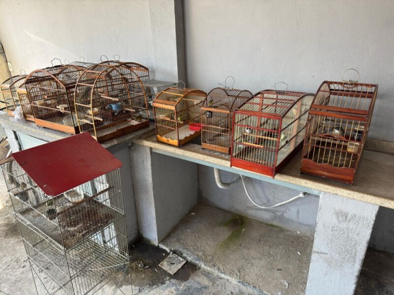 Ação de fiscalização apreende 15 pássaros mantidos irregularmente em Volta Redonda