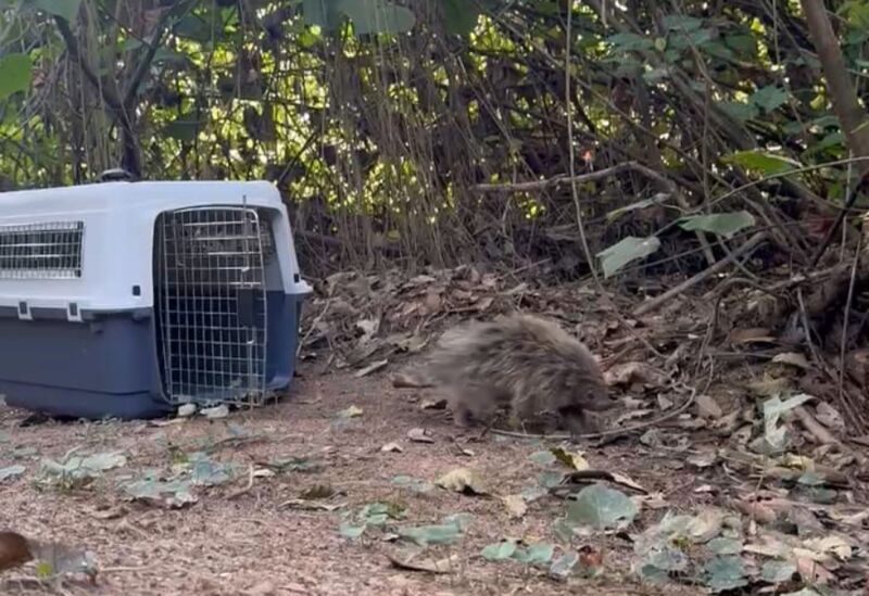 Ouriço resgatado é devolvido à natureza em Volta Redonda
