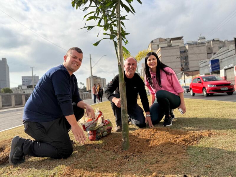 Prefeitura de Barra Mansa realiza mutirão para plantio de palmeiras na Avenida Roosevelt Brasil – Barra Mansa