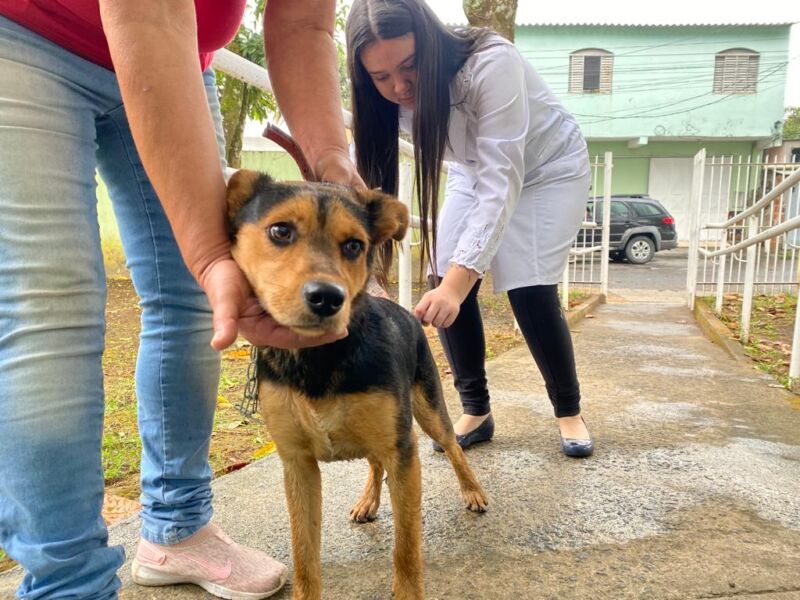 Prefeitura de Volta Redonda inicia campanha de vacinação antirrábica no dia 30